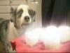 Matrícula=Dramatic_Cupcake_Dog_-_Revelation.youtube
Tamanho=0KB
Dimensão=0x0
Data Envio=04 Jul, 2012 Dramatic_Cupcake_Dog_-_Revelation.youtube