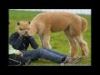 Matrícula=Most_Perfectly_Timed_Photos_EVER.youtube
Tamanho=0KB
Dimensão=0x0
Data Envio=06 Jul, 2012 Most_Perfectly_Timed_Photos_EVER.youtube