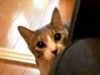 Matrícula=darumasangaZhuan20nniya_-_Stalking_Cat_-.youtube
Tamanho=0KB
Dimensão=0x0
Data Envio=05 Jul, 2012 darumasangaZhuan20nniya_-_Stalking_Cat_-.youtube