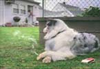 Cão Fumante. 